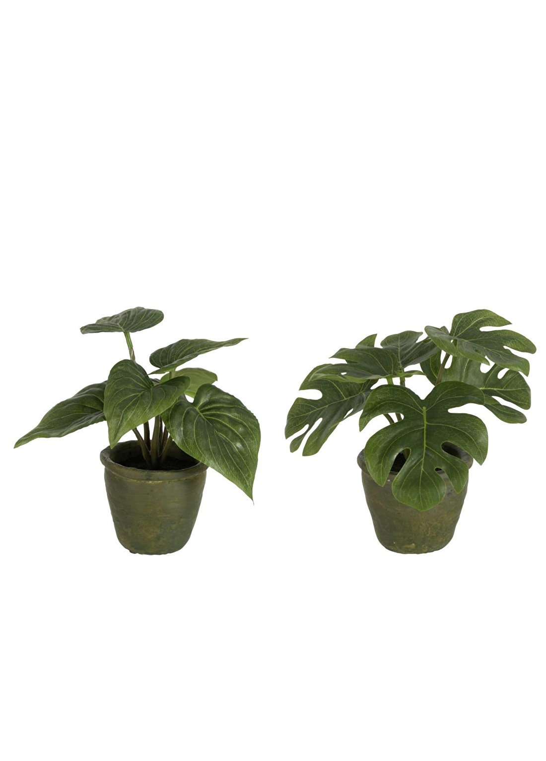 Dekoratif Philodendron Çiçek 2li Set