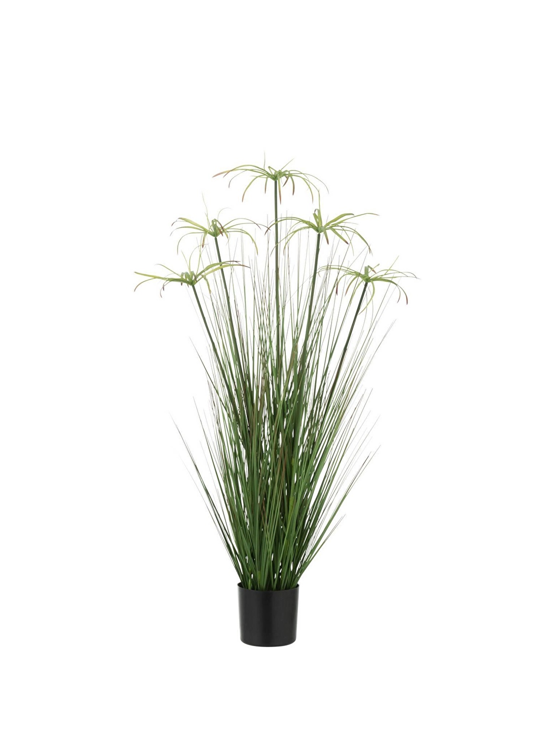 Dekoratif Saksılı Cyperus 100cm