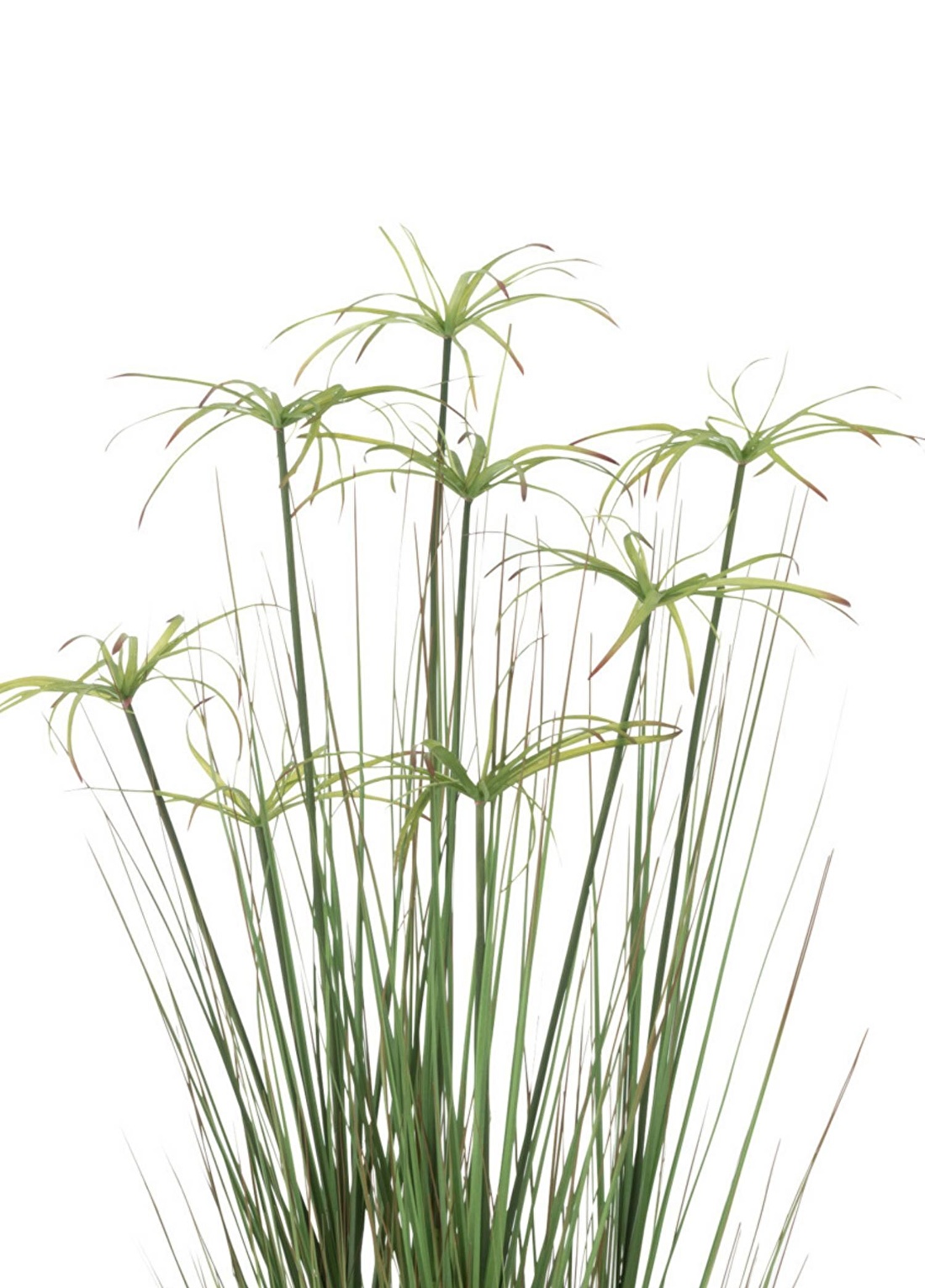 Dekoratif Saksılı Cyperus 132cm