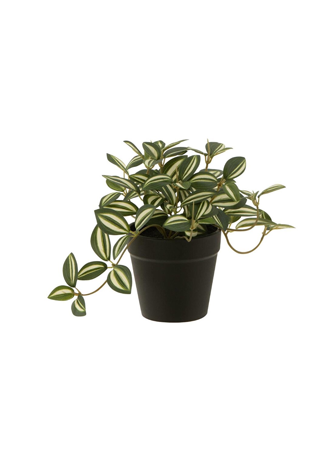 Dekoratif Saksılı Tradescantia