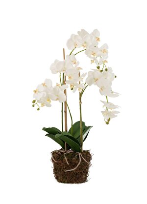 Dekoratif Orkide 75cm