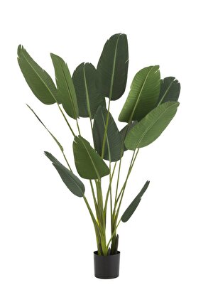 Dekoratif Strelitzia 189cm