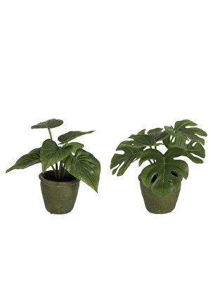 Dekoratif Philodendron Çiçek 2li Set