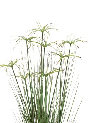 Dekoratif Saksılı Cyperus 132cm