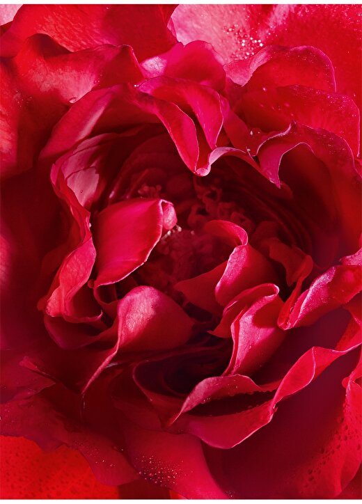 Guerlain Bloom Of Rose Edp 100 Ml Kadın Parfüm 4