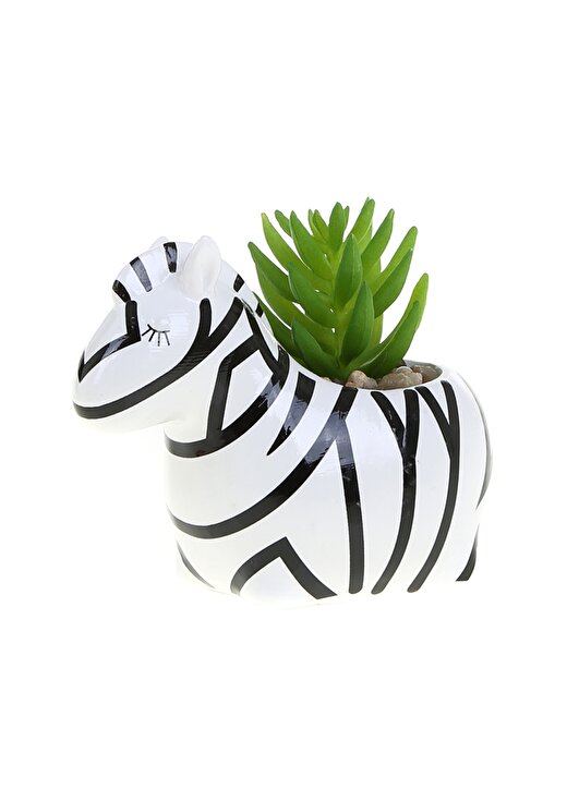 Boyner Evde Zebra Saksı Bitki 1