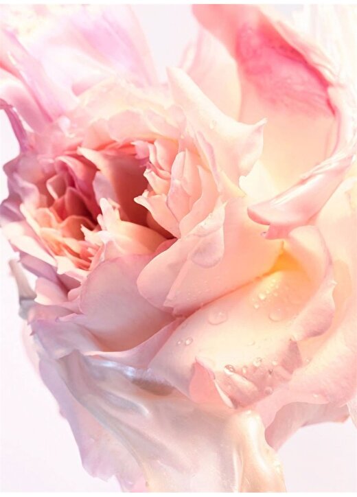 Bvlgarı Rose Goldea Blossom Delight Edt50 Ml Parfüm 4