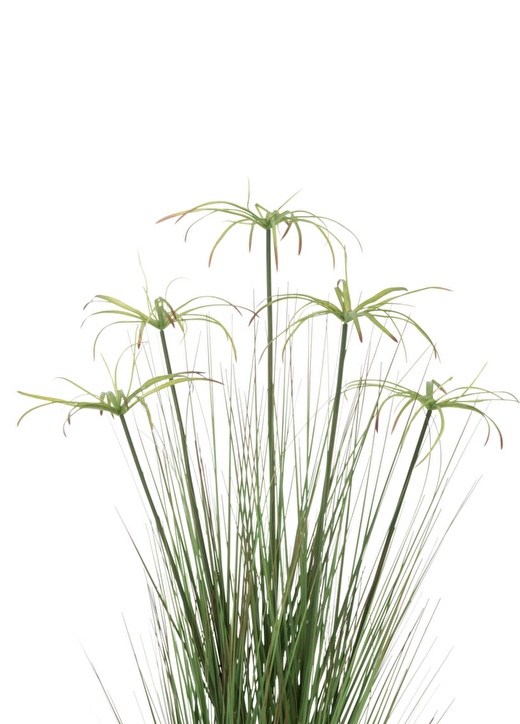 Dekoratif Saksılı Cyperus 100cm 2