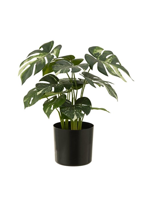 Dekoratif Saksılı Monstera 1